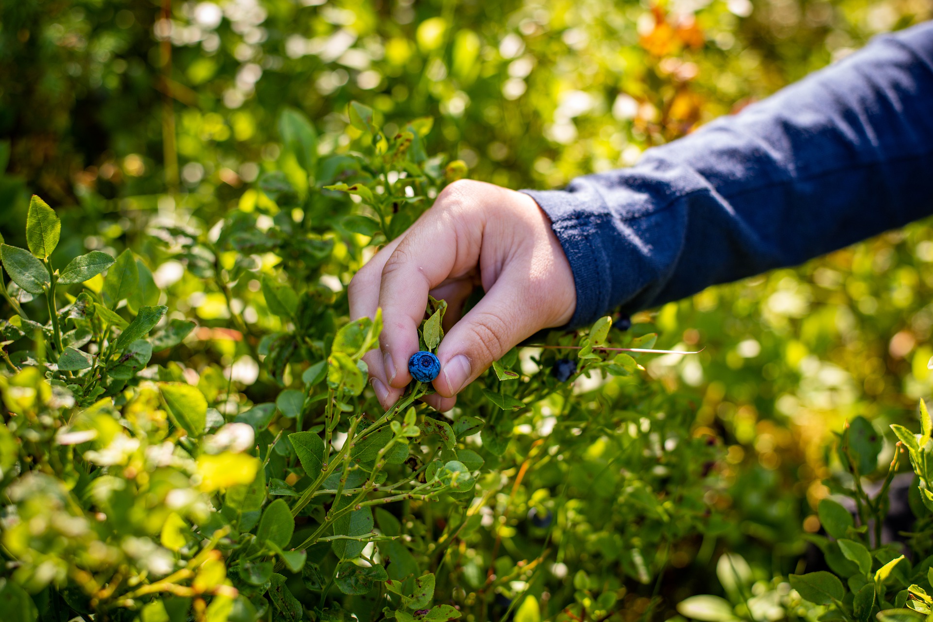 Proprietățile terapeutice ale afinului
