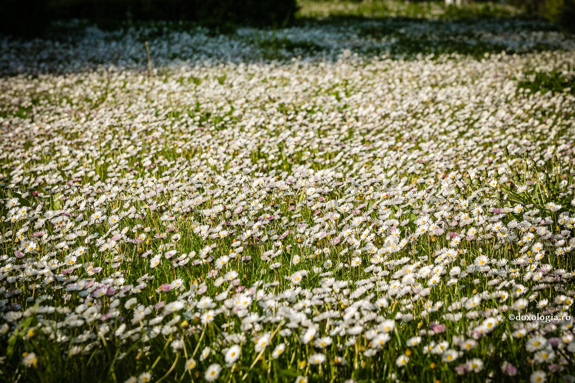 Virtuțile mici și multe ne ajută – dar doar cu neputințele să ne „lăudăm”