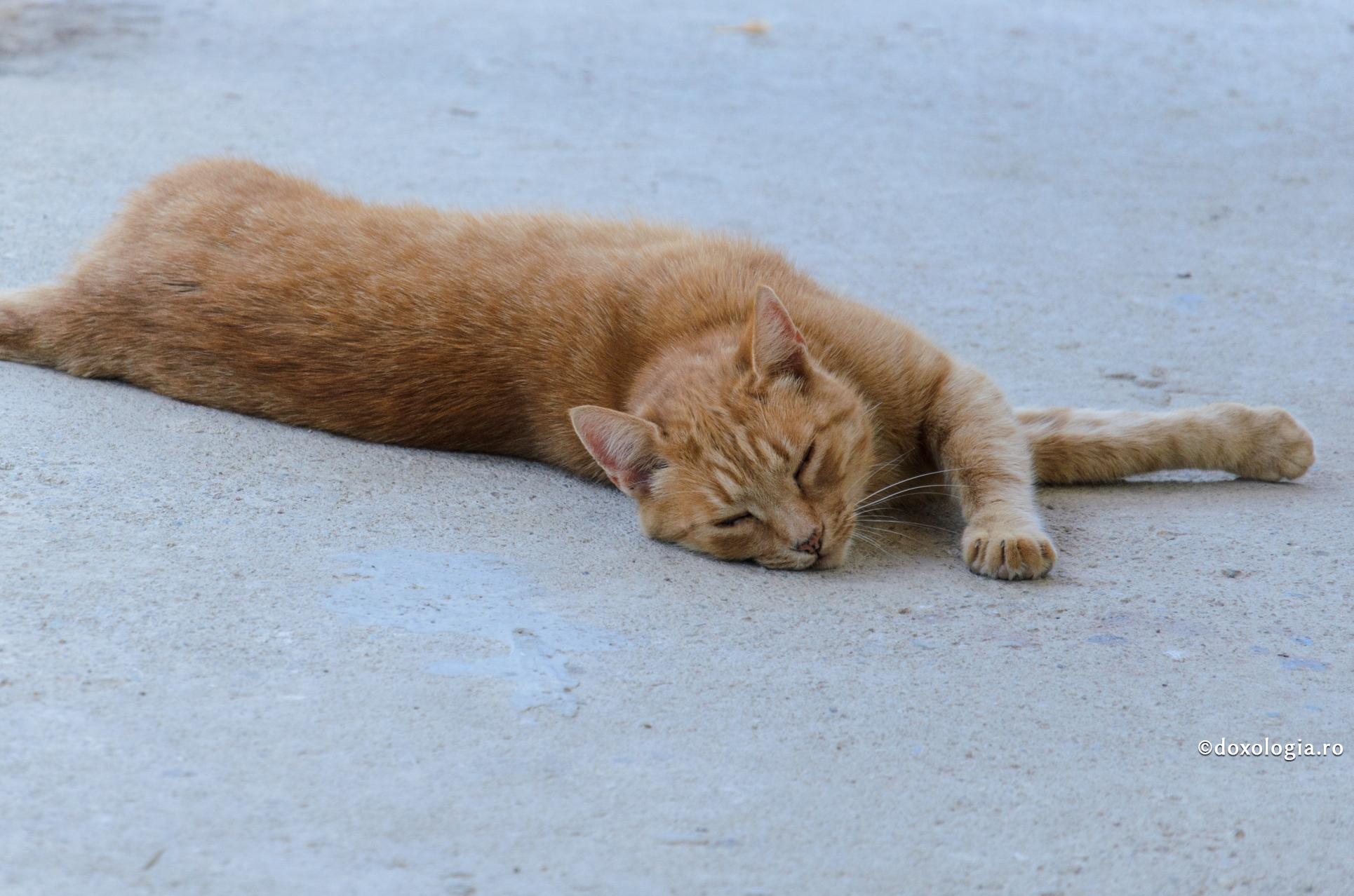 Ceai pentru somn liniștit