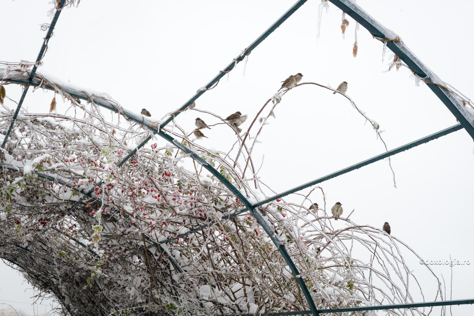 Minunea din ziua înmormântării Sfintei Olga din Alaska / Foto: Constantin Comici Pasari iarna