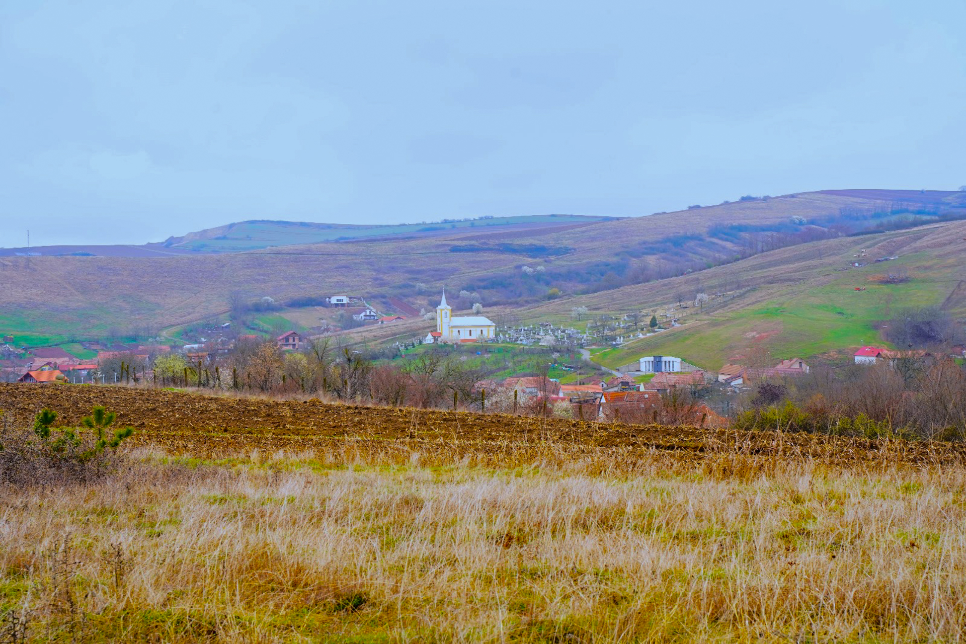 Ziua Mondială a Plantațiilor Forestiere, marcată de ASCOR Alba Iulia și Seminarul Teologic prin sădirea a 300 de puieți forestieri
