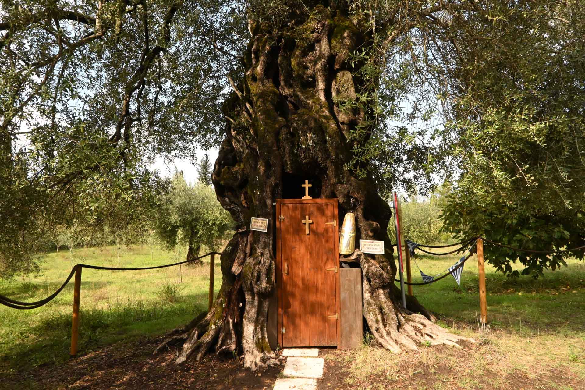 Măslinul Gherondisei Anastasia