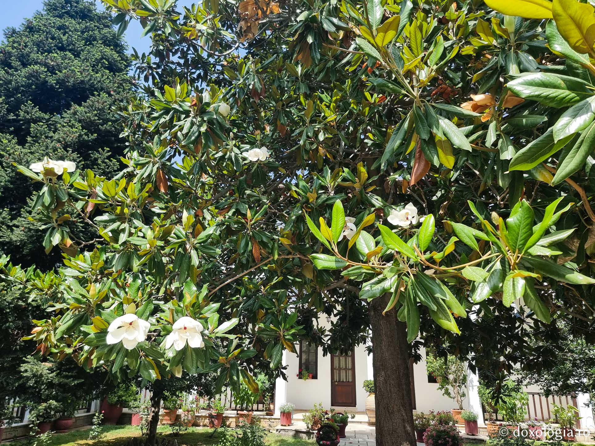 Magnolia de la Mănăstirea Kato Xenia – o încântare pentru ochii pelerinilor