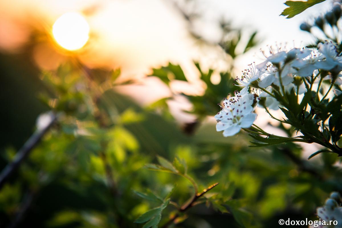 Flori de primăvară