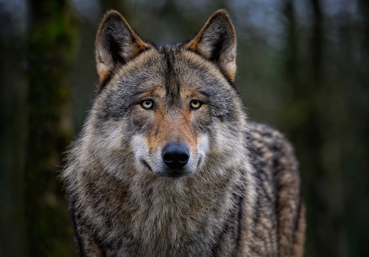 lup / Foto: www.pixabay.com lup