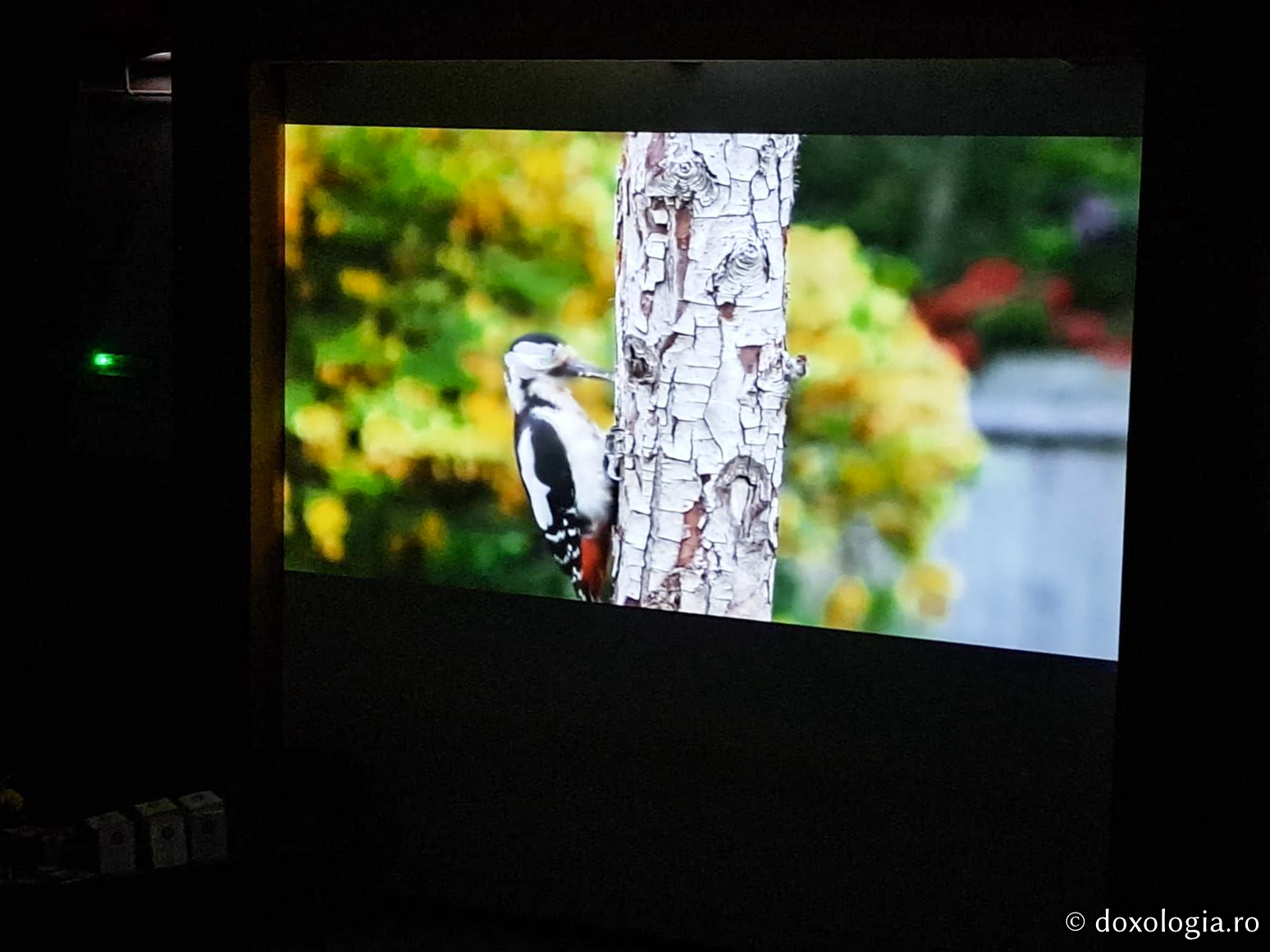 Proiecția filmului documentar Lemnul viu (România), în prezența regizoarei Cristina Chirvasie