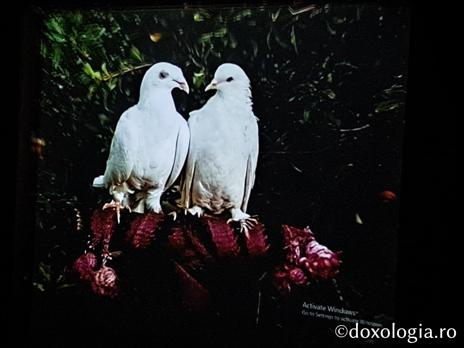 Proiecția filmului artistic Ashik-Kerib (Menestrelul îndrăgostit) (Georgia, regizor Sergey Parajanov) - Centenar Sergey Parajanov