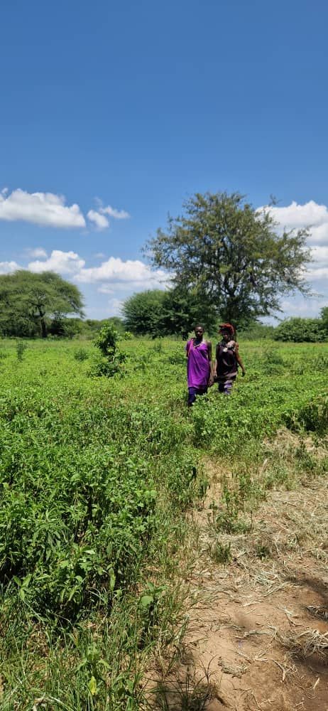 În vizitã la Zaituni şi la massaii de la Mapogoro