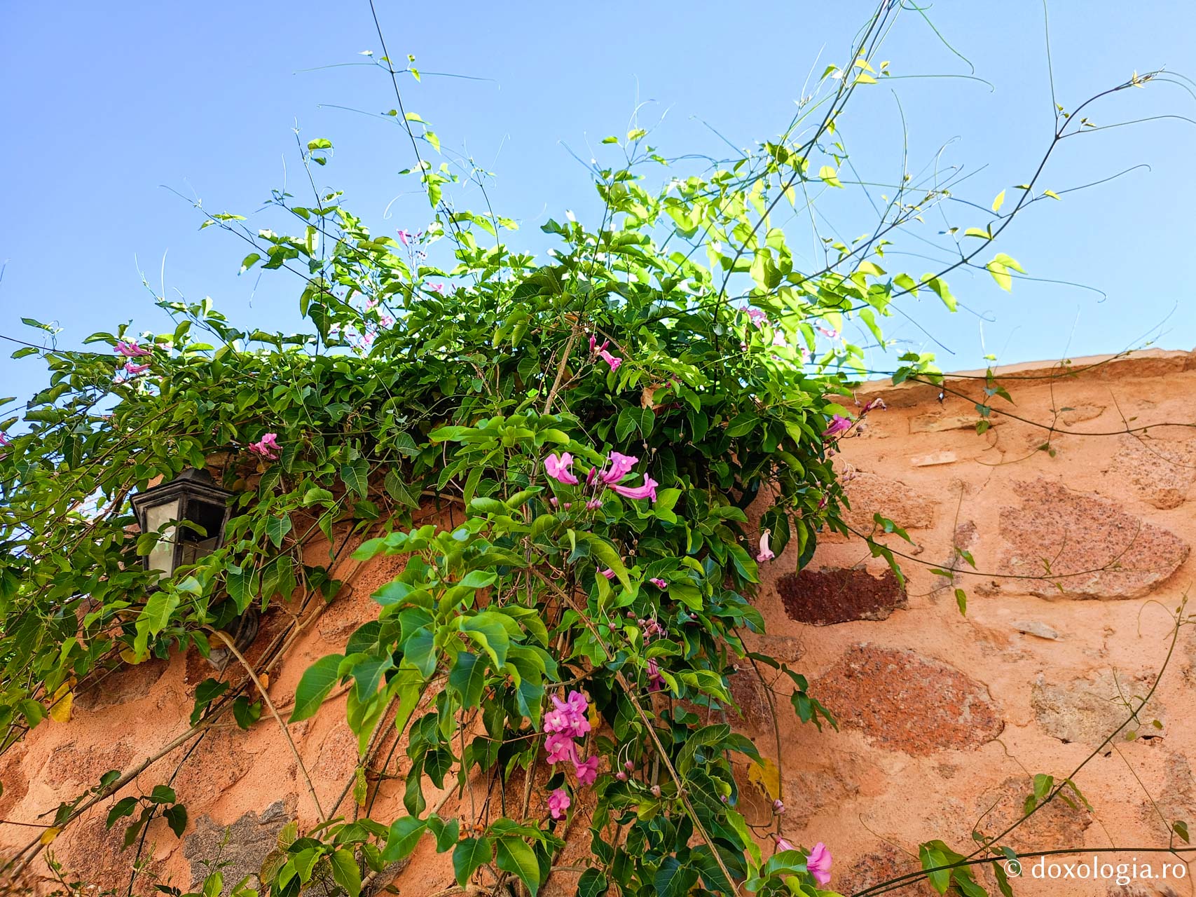 Florile de la Mănăstirea „Sfânta Ecaterina” din Sinai