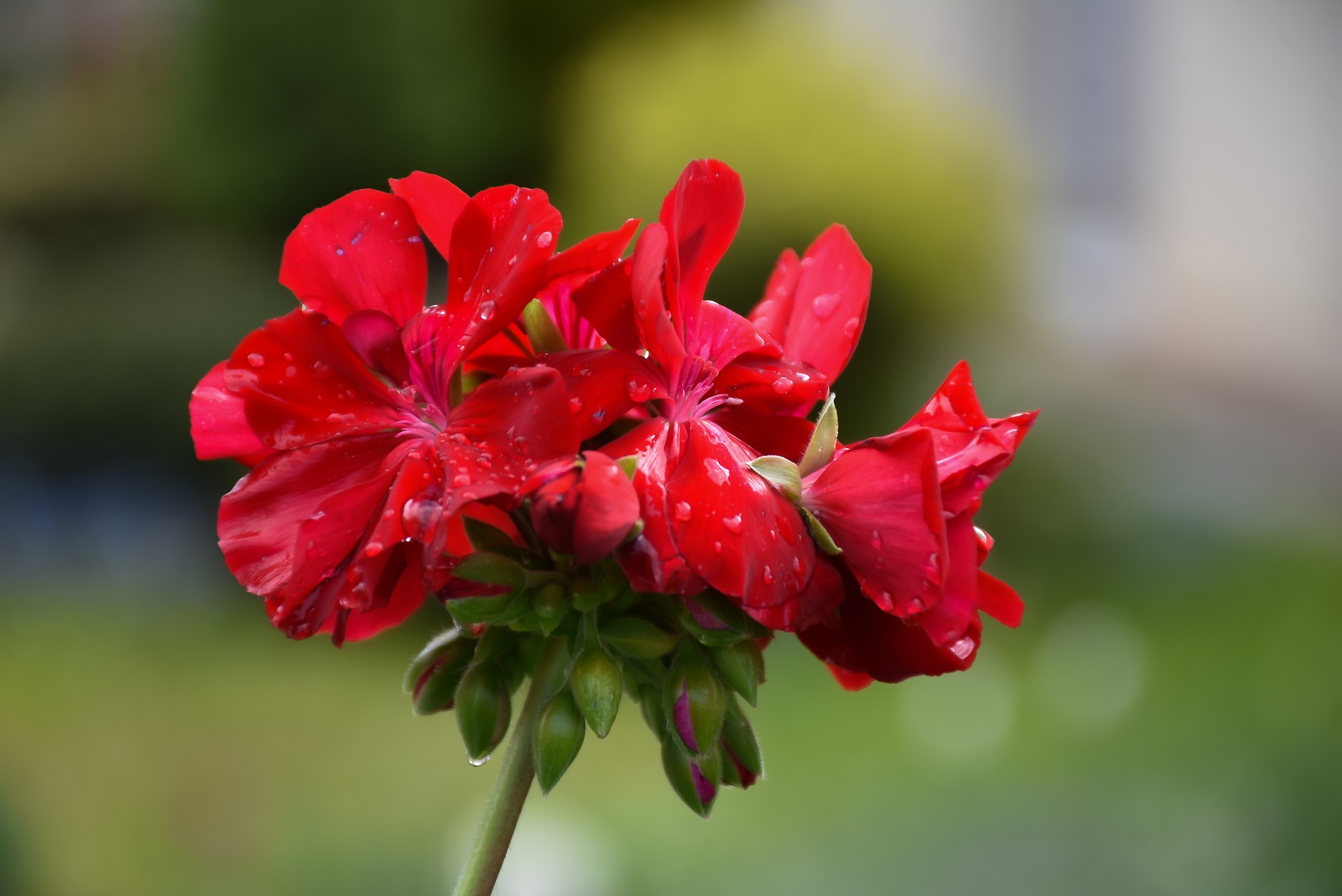 Scurt istoric al Mănăstirii „Sfânta Elisabeta” din Cluj-Napoca