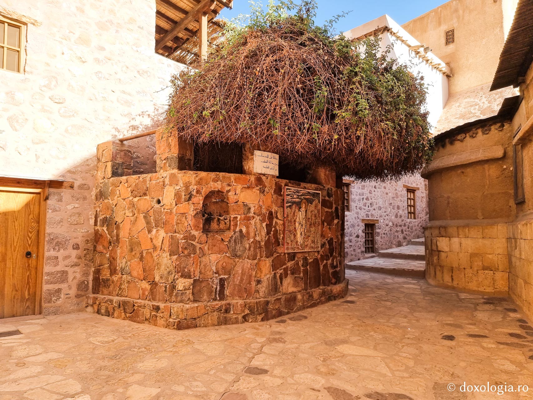 Paraclisul Rugului Aprins. Rugul sfânt continuă să crească în spaţiul de dincolo de capătul estic al clădirii. Acest soi de rug este singurul care crește în toată Peninsula Sinai / Foto: Magda Buftea Paraclisul Rugului Aprins