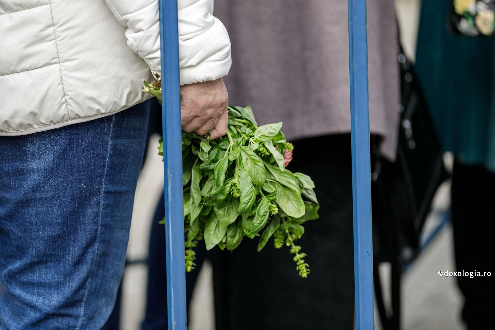 busuioc verde în mână