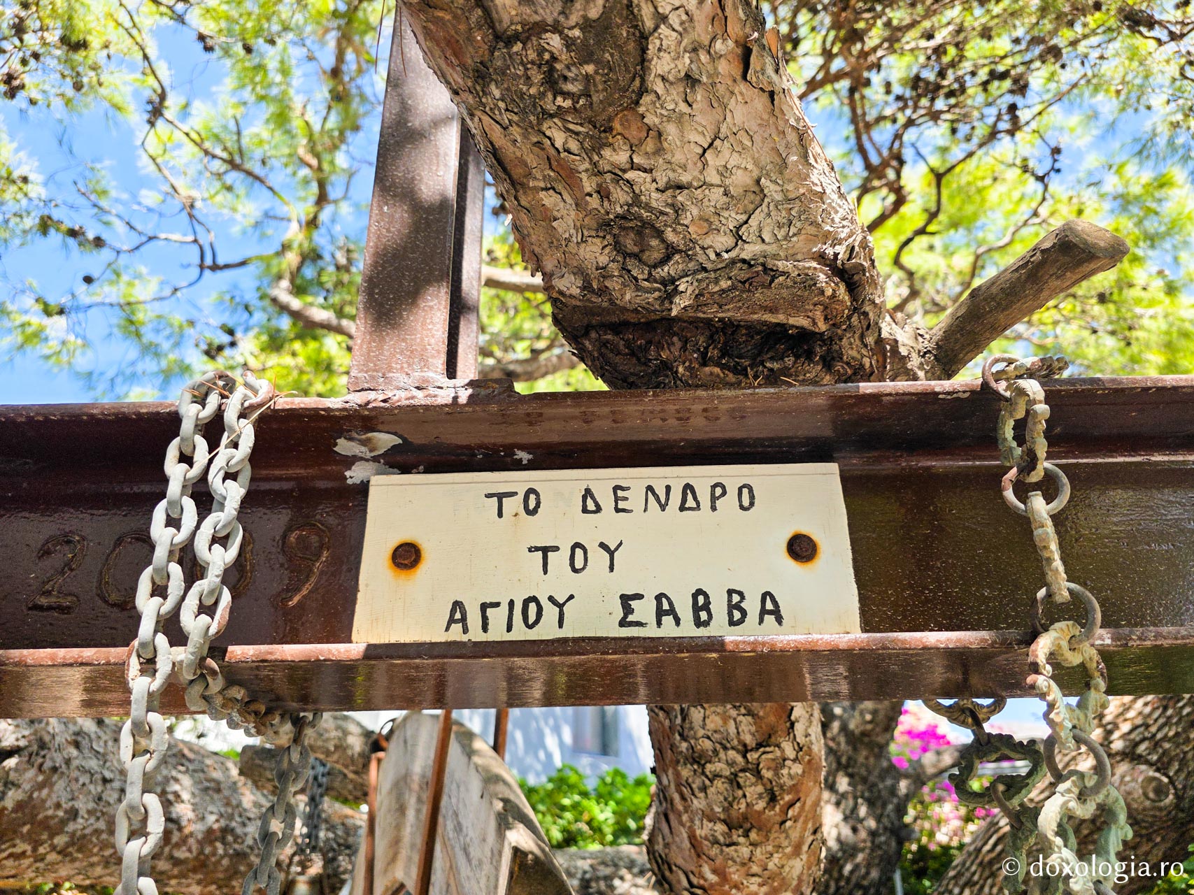 Copacul Sfântului Cuvios Sava cel Nou din Kalymnos