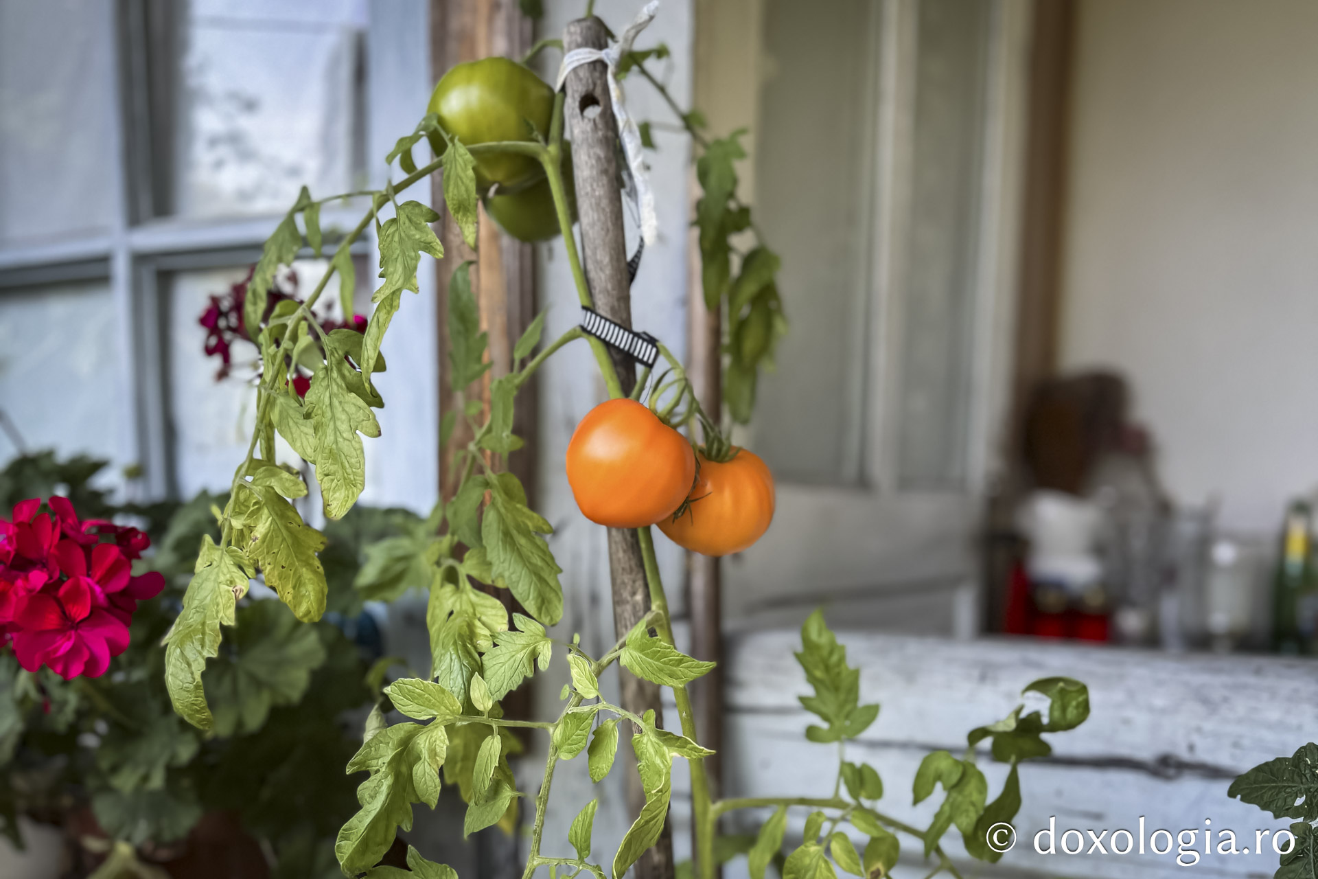 Cum am dat o tură de Rai sau despre Părintele Gavriil, grădinarul din dealul Sihăstriei