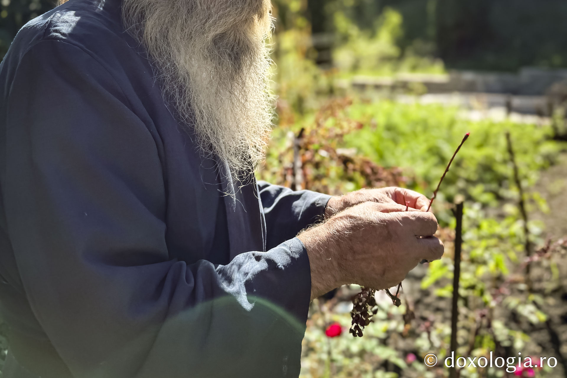 Cum am dat o tură de Rai sau despre Părintele Gavriil, grădinarul din dealul Sihăstriei