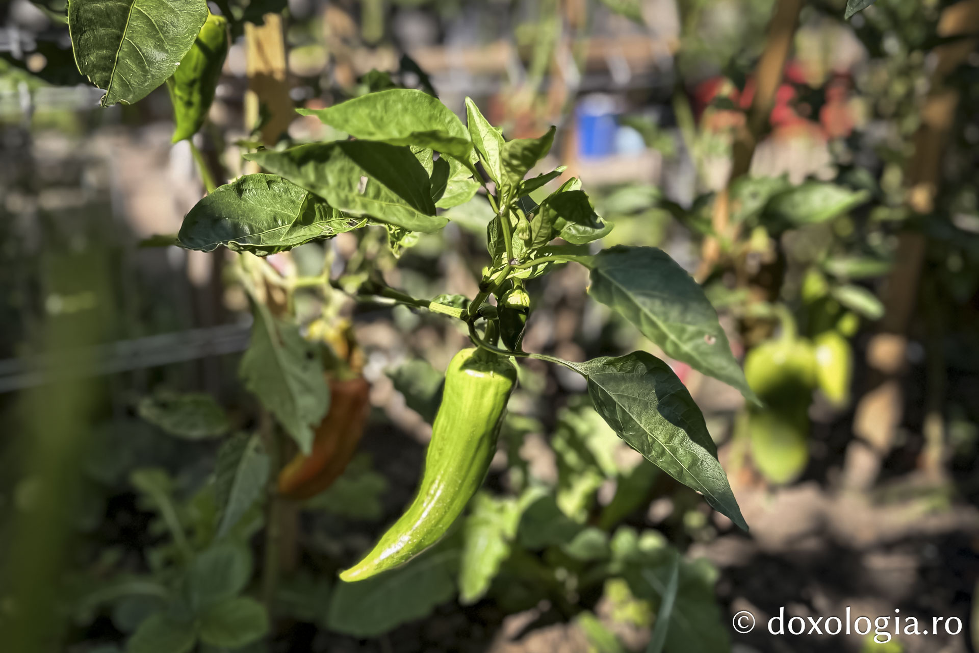 Cum am dat o tură de Rai sau despre Părintele Gavriil, grădinarul din dealul Sihăstriei