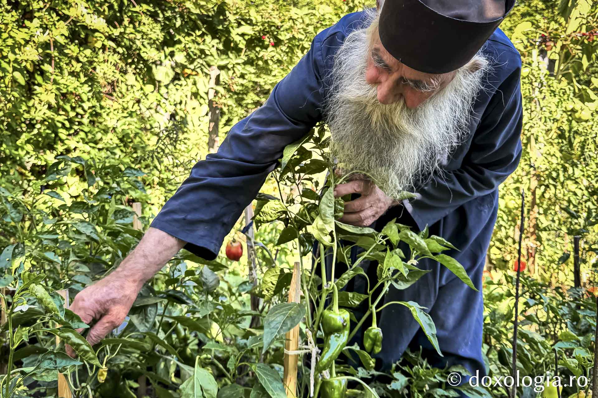 Cum am dat o tură de Rai sau despre Părintele Gavriil, grădinarul din dealul Sihăstriei