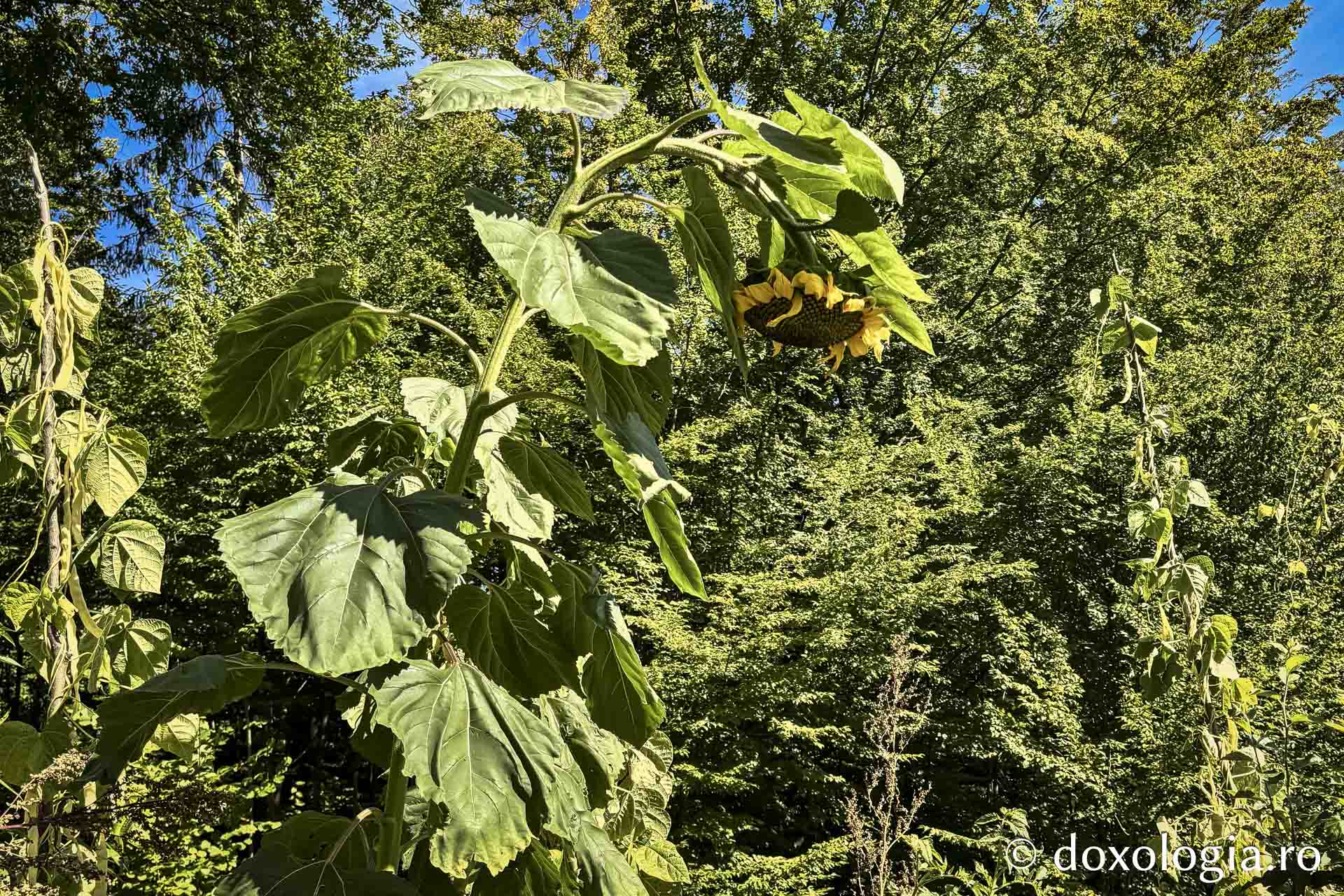 Cum am dat o tură de Rai sau despre Părintele Gavriil, grădinarul din dealul Sihăstriei
