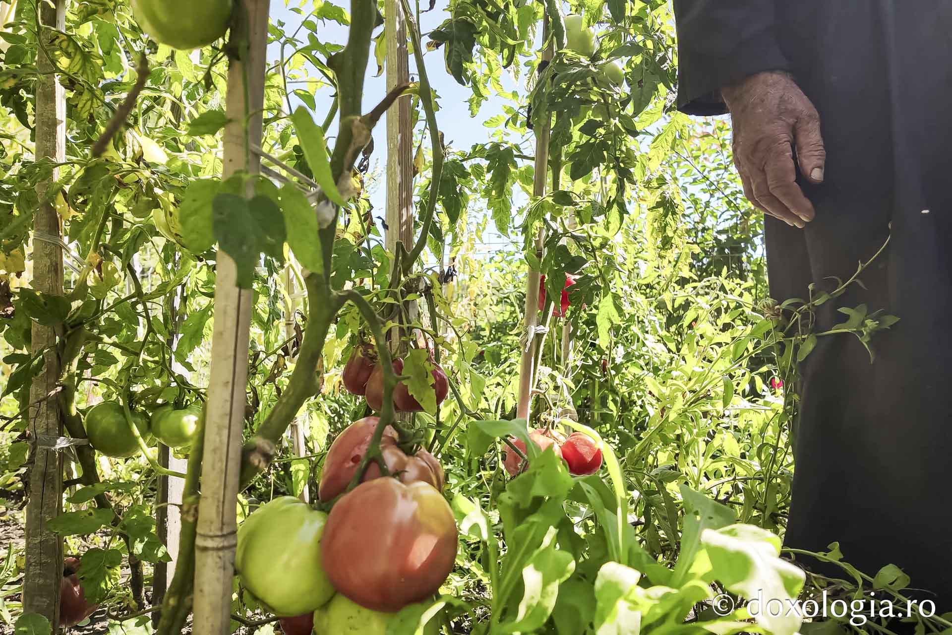 Cum am dat o tură de Rai sau despre Părintele Gavriil, grădinarul din dealul Sihăstriei