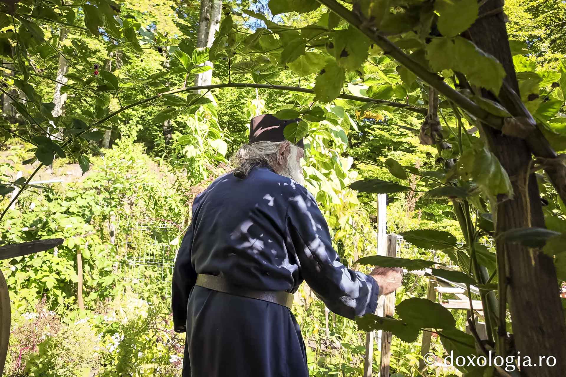 Cum am dat o tură de Rai sau despre Părintele Gavriil, grădinarul din dealul Sihăstriei