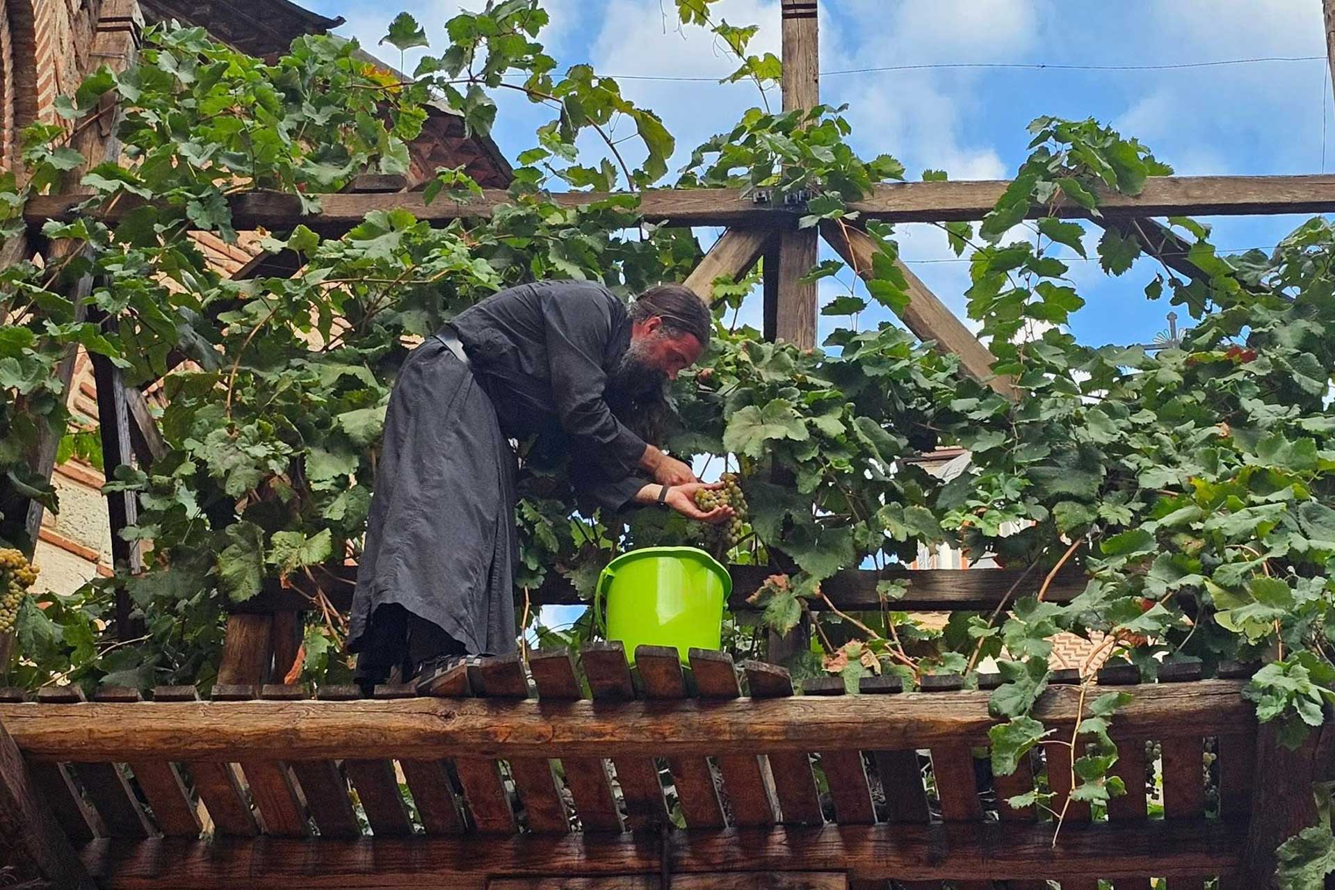 La Mănăstirea Hilandar au fost culeși strugurii din via Sfântului Simeon Izvorâtorul de Mir / Foto: monahul Milutin Hilandarinul Strugurii din via Sfântului Simeon Izvorâtorul de Mir