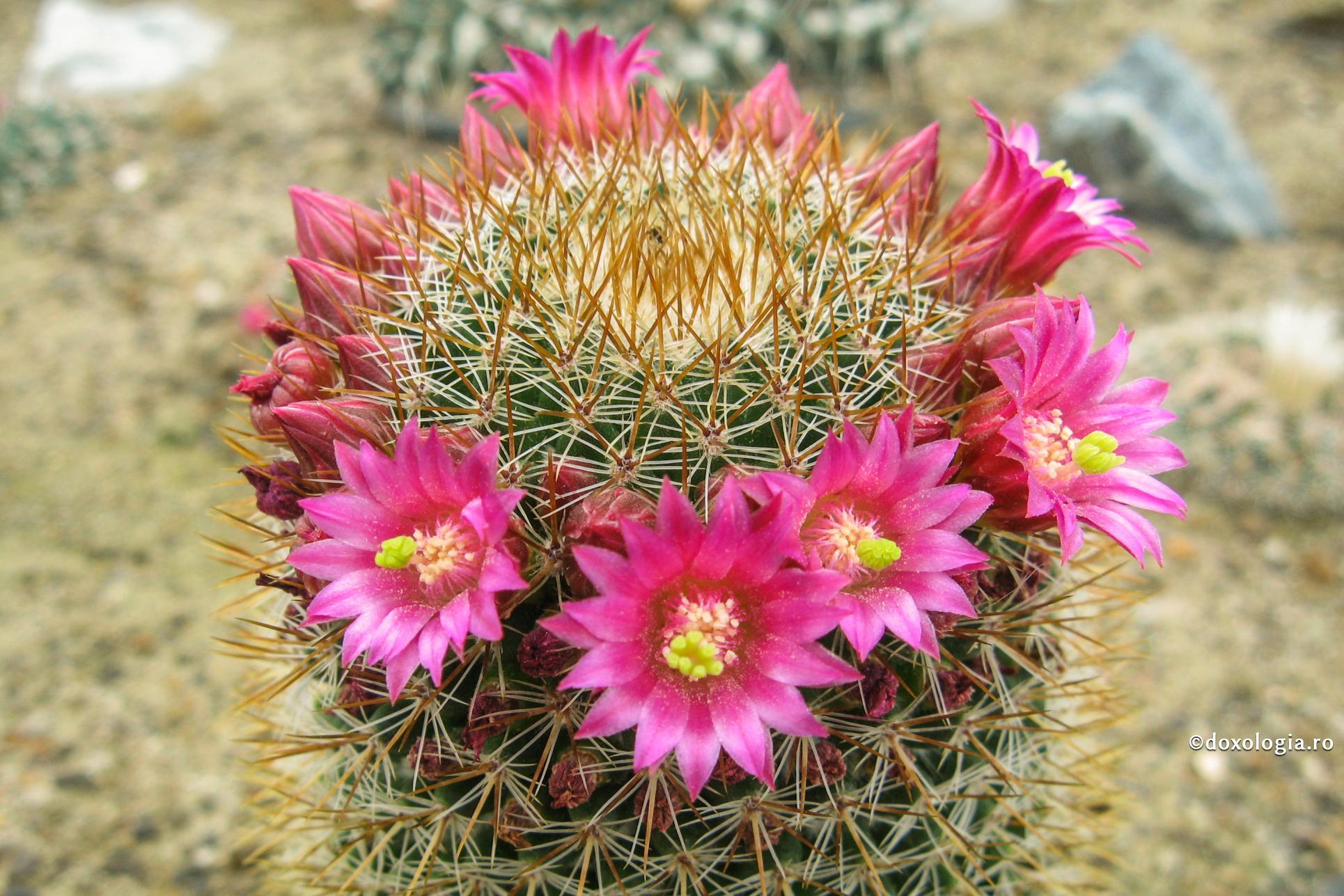 cactus înflorit