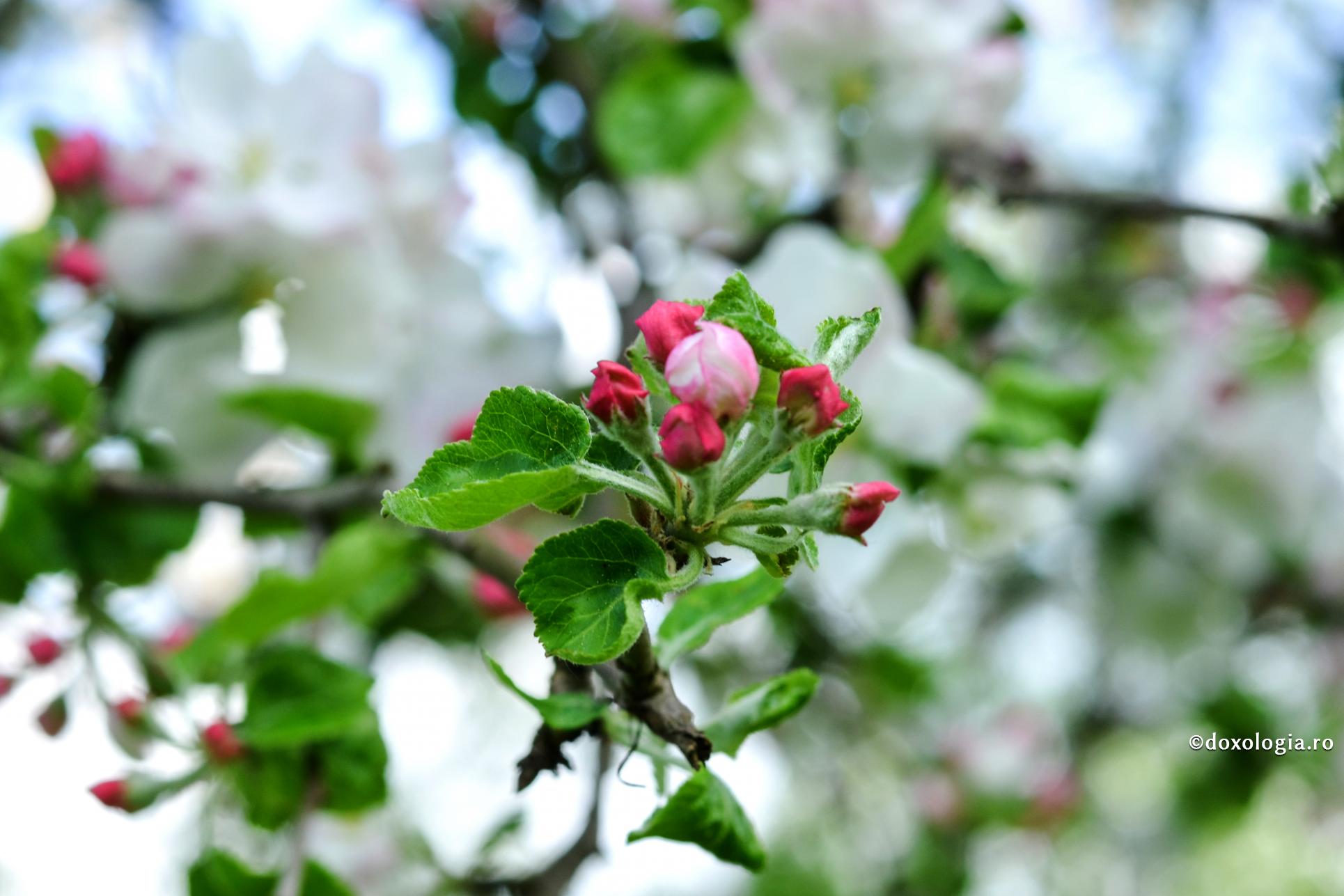 flori de primăvară