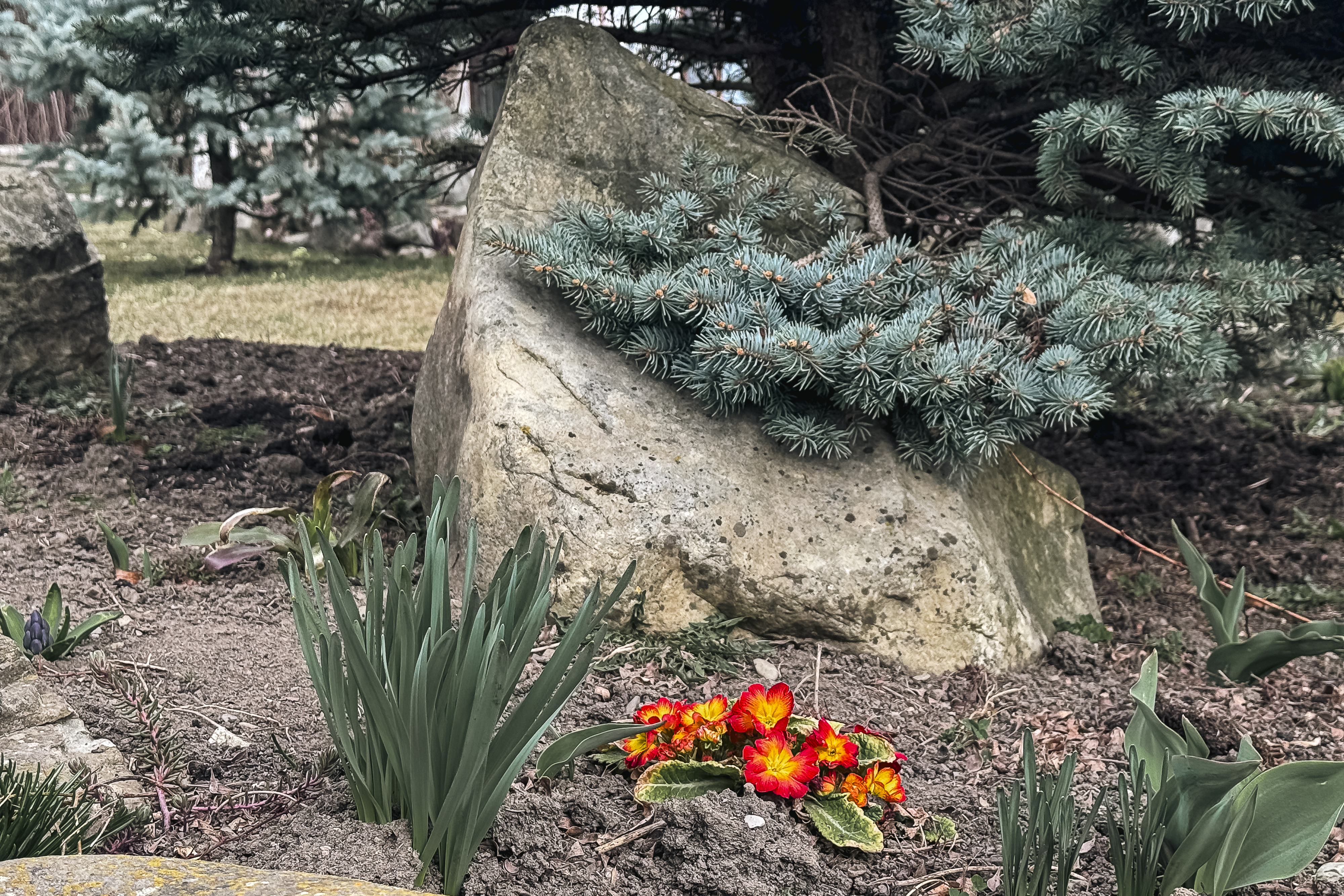 Maica Fotinia și lecția florilor de la Văratec – „Oamenii au țepi mai greu de rupt”