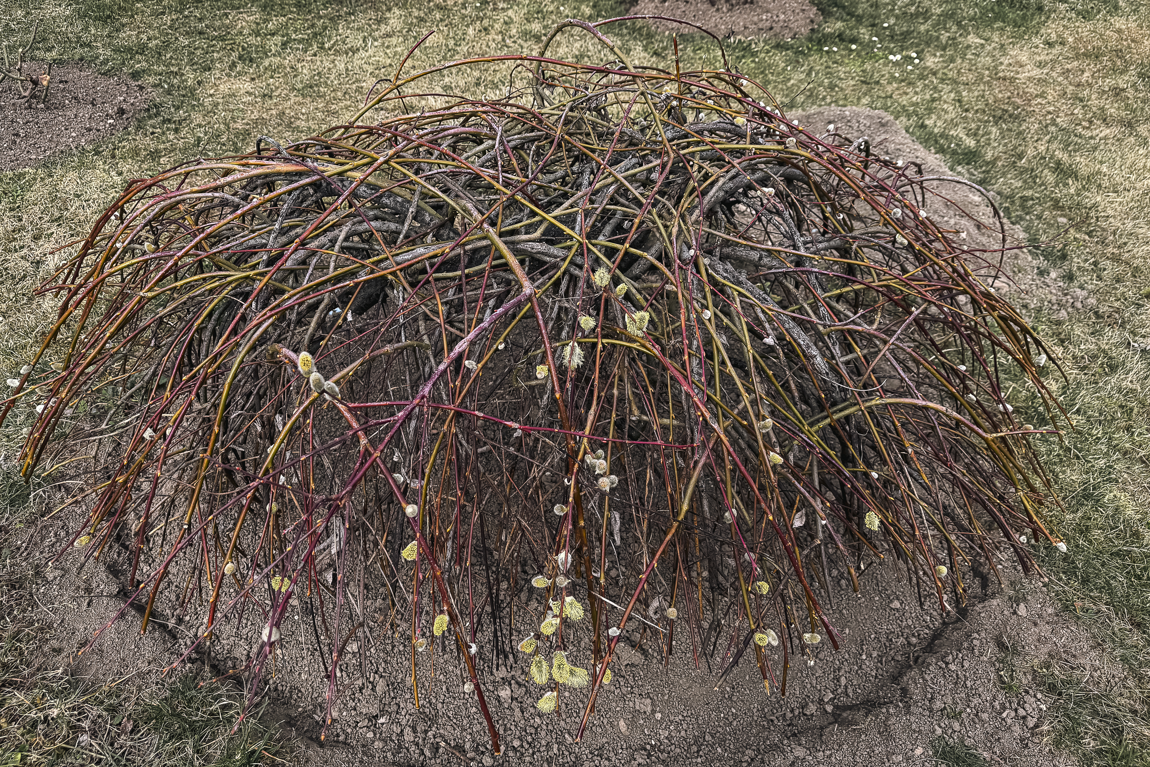 Maica Fotinia și lecția florilor de la Văratec – „Oamenii au țepi mai greu de rupt”