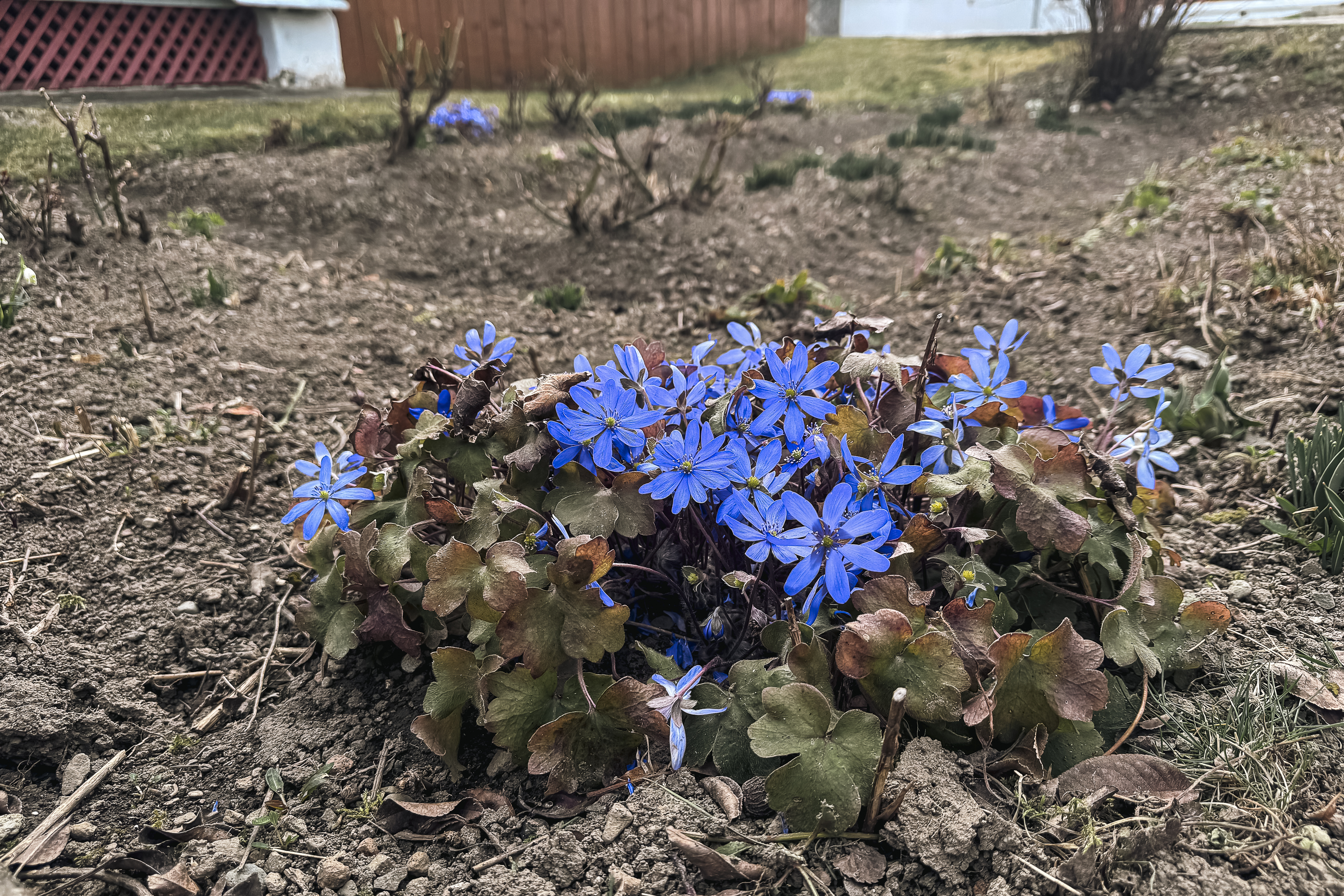 Maica Fotinia și lecția florilor de la Văratec – „Oamenii au țepi mai greu de rupt”