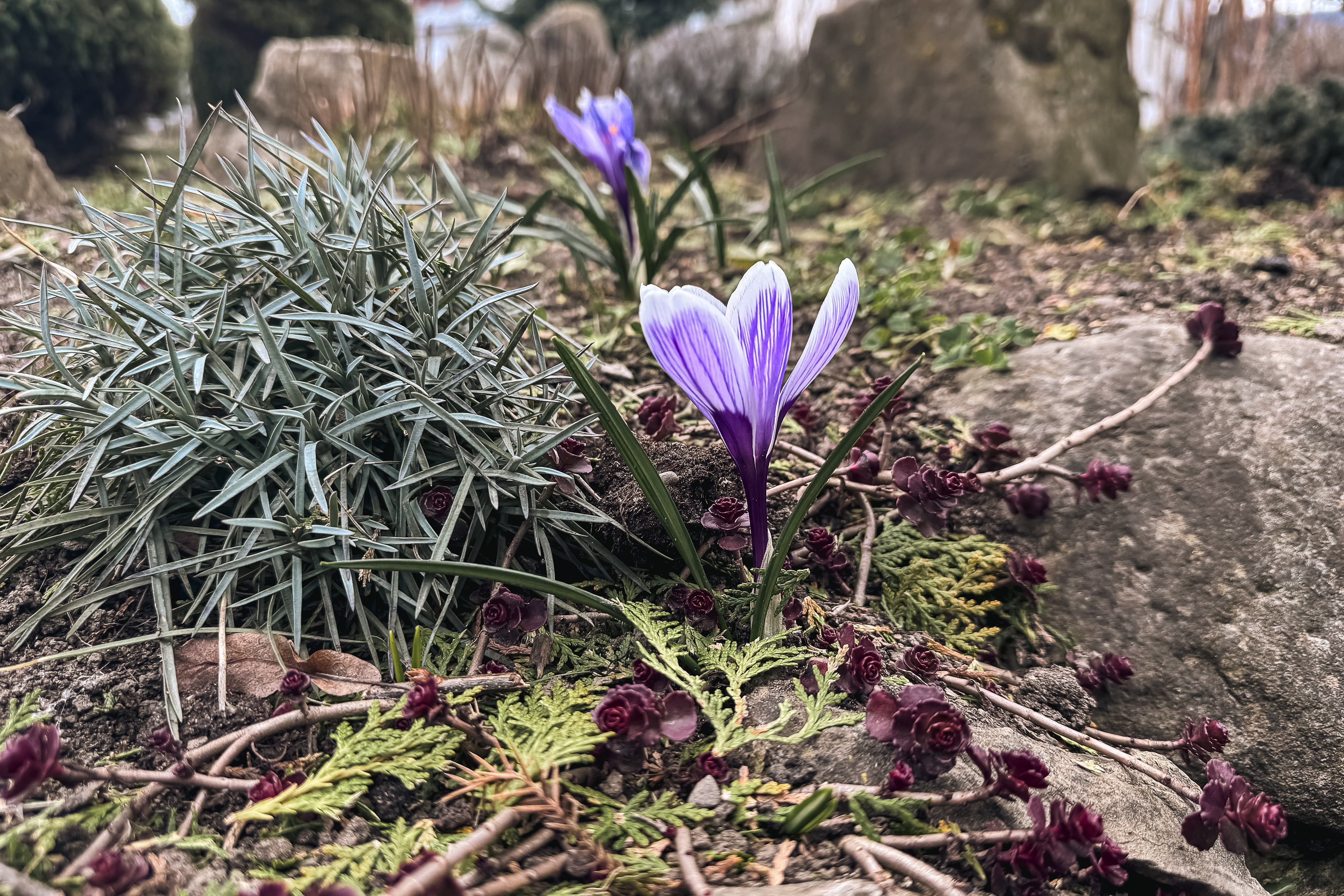 Maica Fotinia și lecția florilor de la Văratec – „Oamenii au țepi mai greu de rupt”