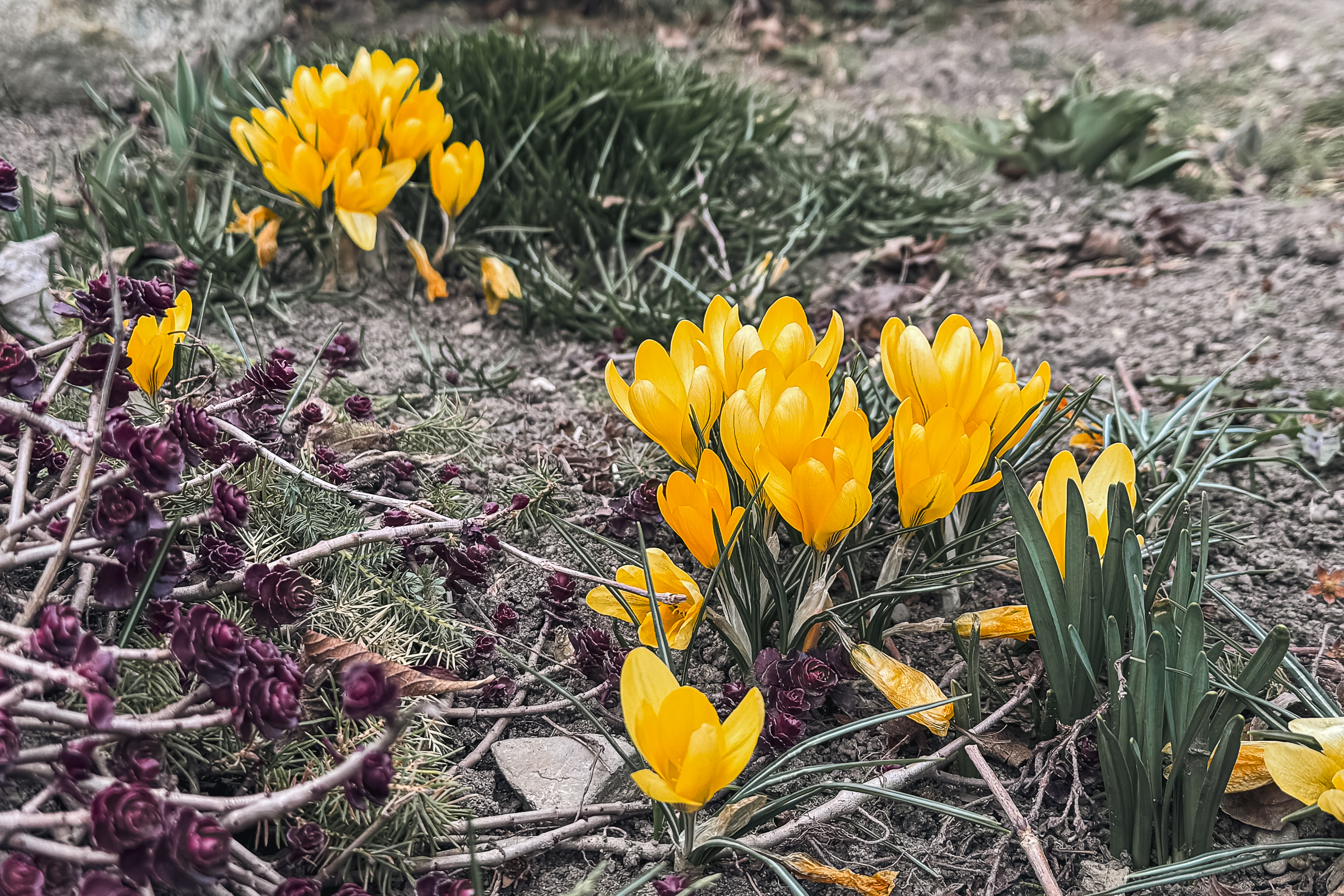 Maica Fotinia și lecția florilor de la Văratec – „Oamenii au țepi mai greu de rupt”