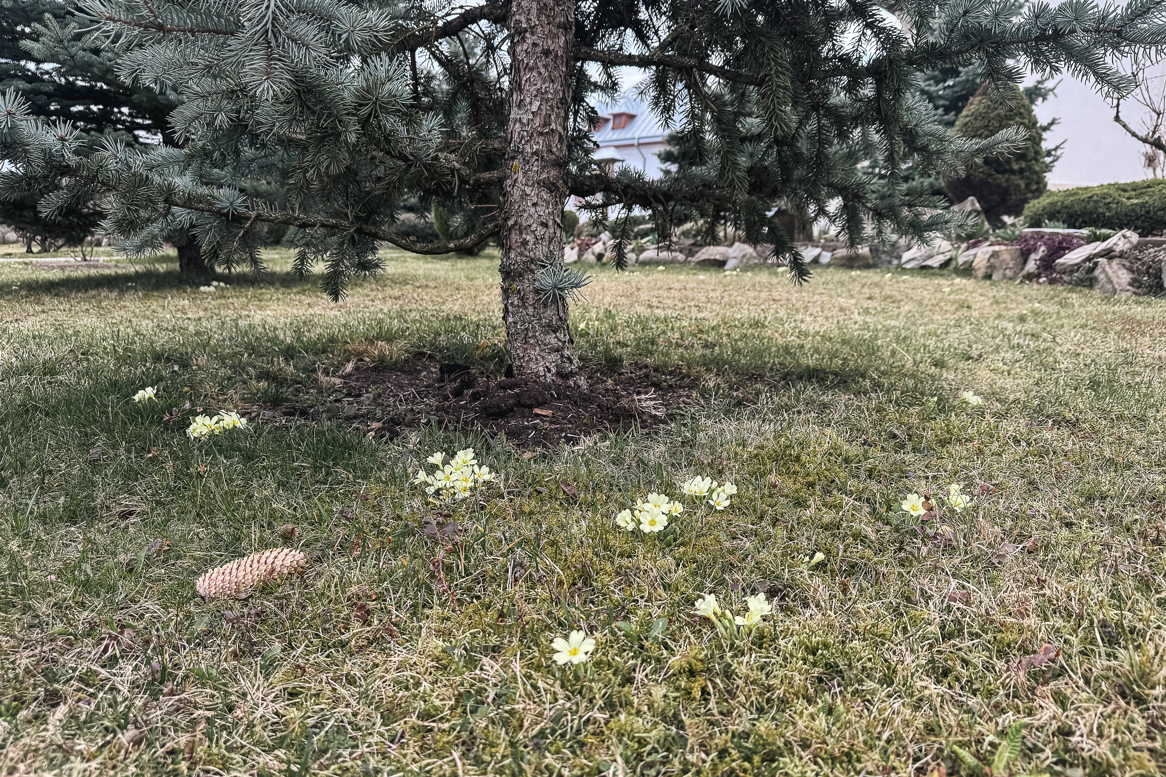 Maica Fotinia și lecția florilor de la Văratec – „Oamenii au țepi mai greu de rupt”