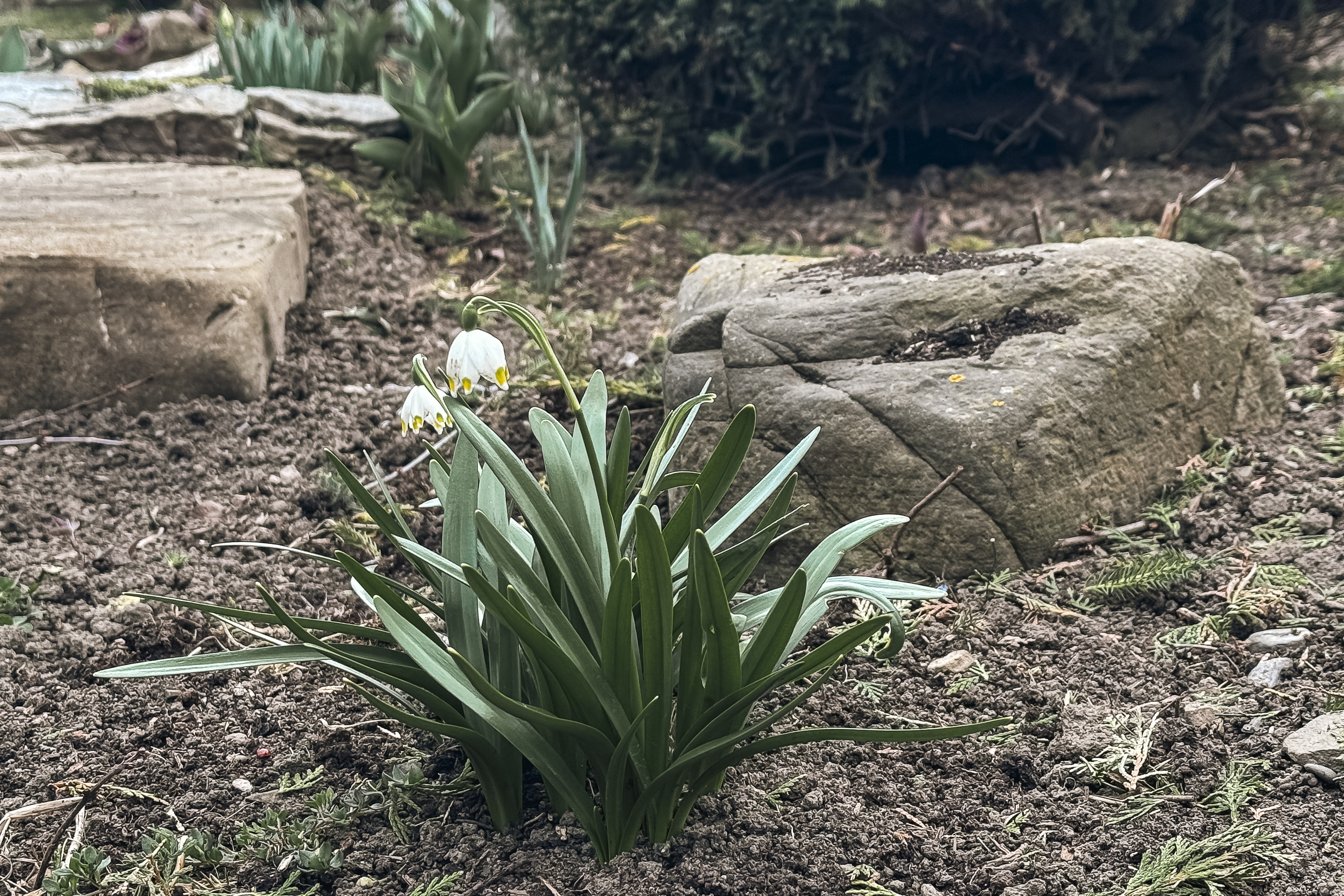 Maica Fotinia și lecția florilor de la Văratec – „Oamenii au țepi mai greu de rupt”