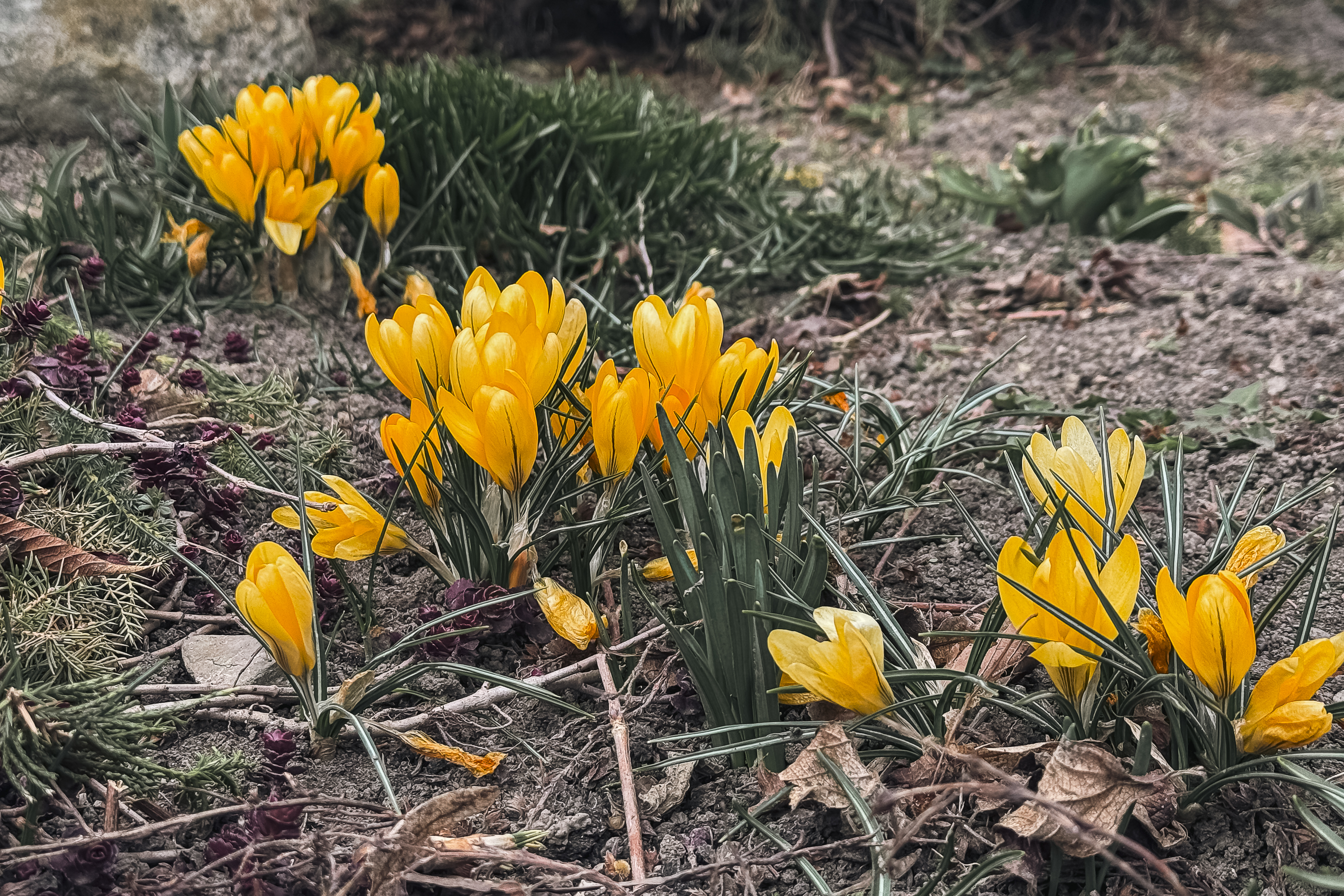 Maica Fotinia și lecția florilor de la Văratec – „Oamenii au țepi mai greu de rupt”