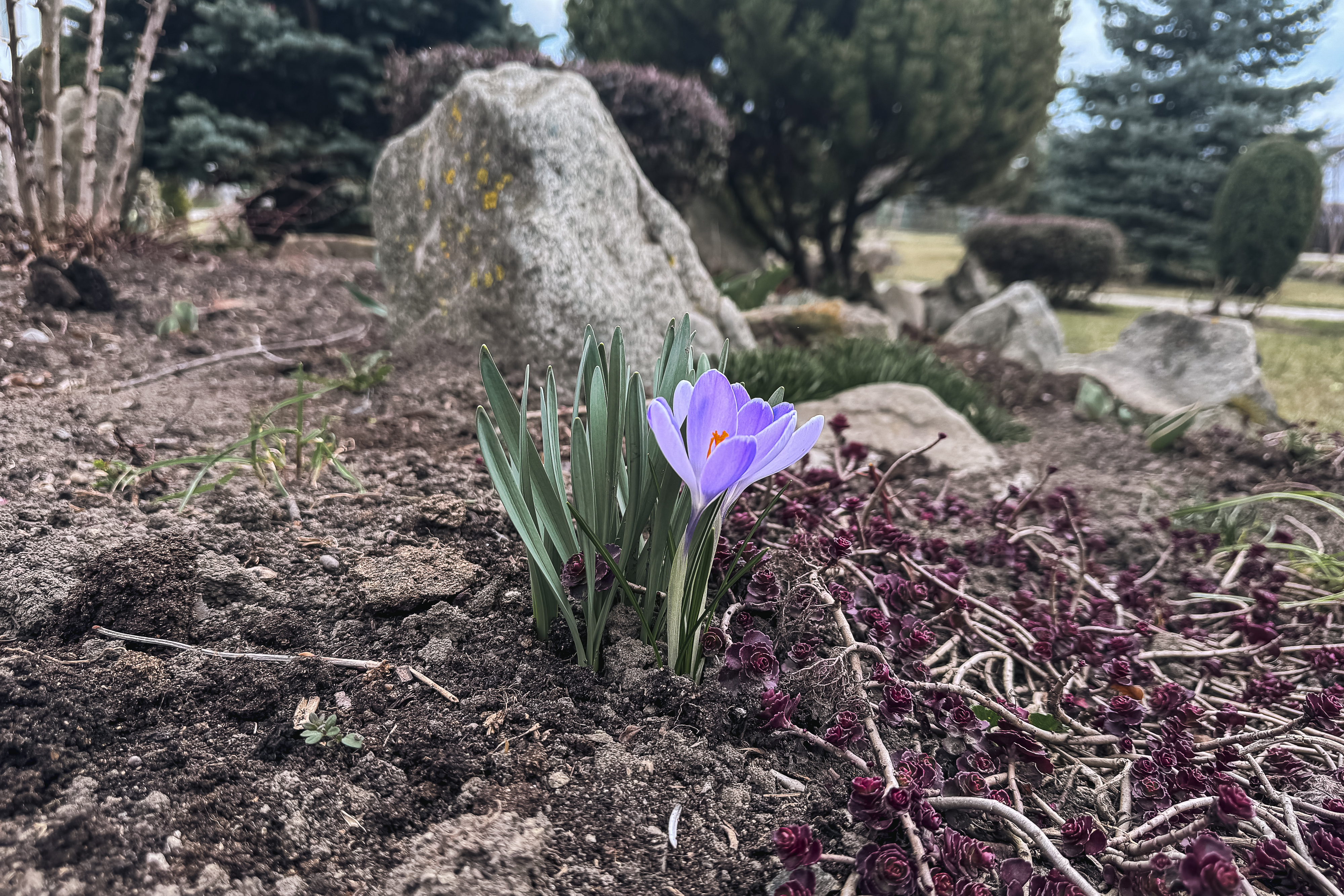 Maica Fotinia și lecția florilor de la Văratec – „Oamenii au țepi mai greu de rupt”