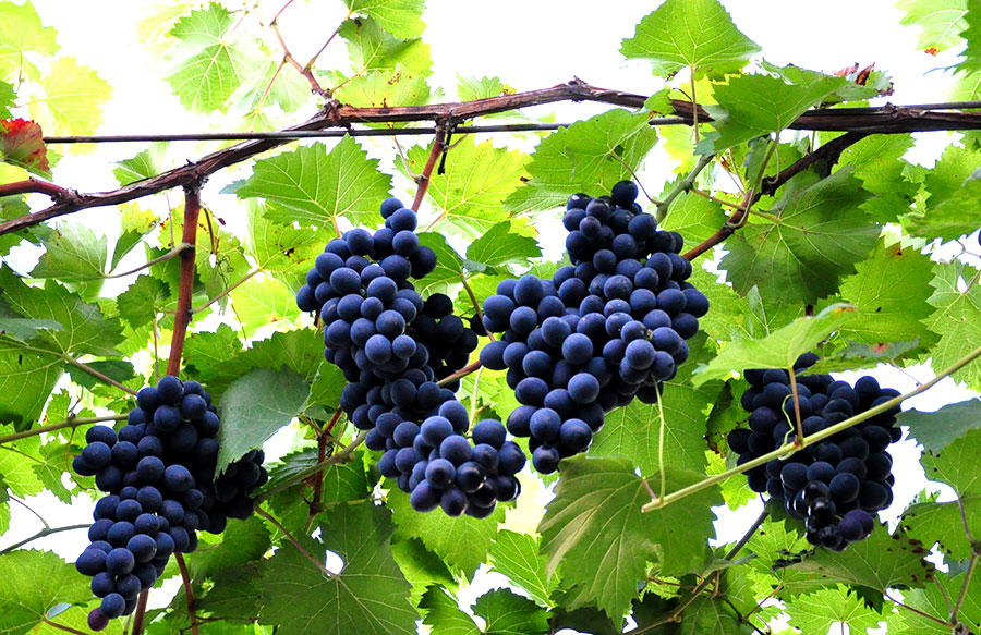 Pilda lucrătorilor celor răi