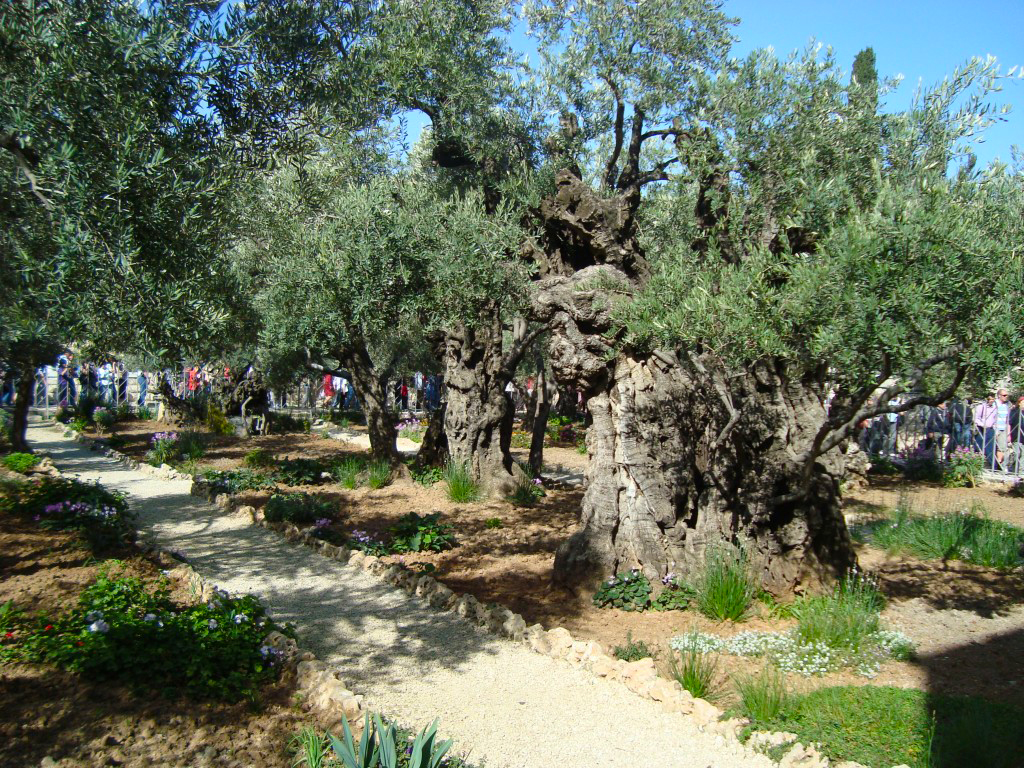 Grădina Ghetsimani