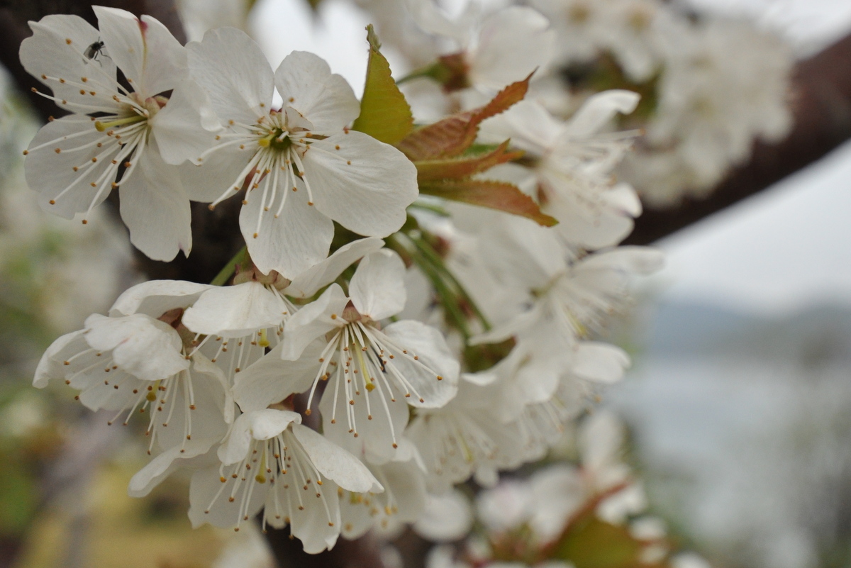 Flori din Grădina Maicii Domnului - Sfântul Munte Athos