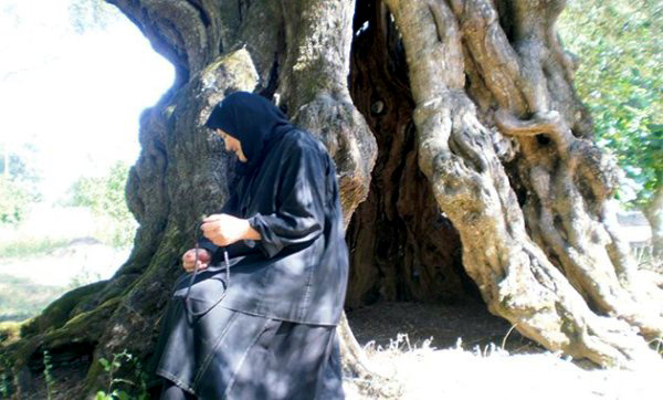 Locul de nevoinţă a Gherondisei Anastasia - scorbura de măslin Locul de nevoinţă a Gherondisei Anastasia - scorbura de măslin