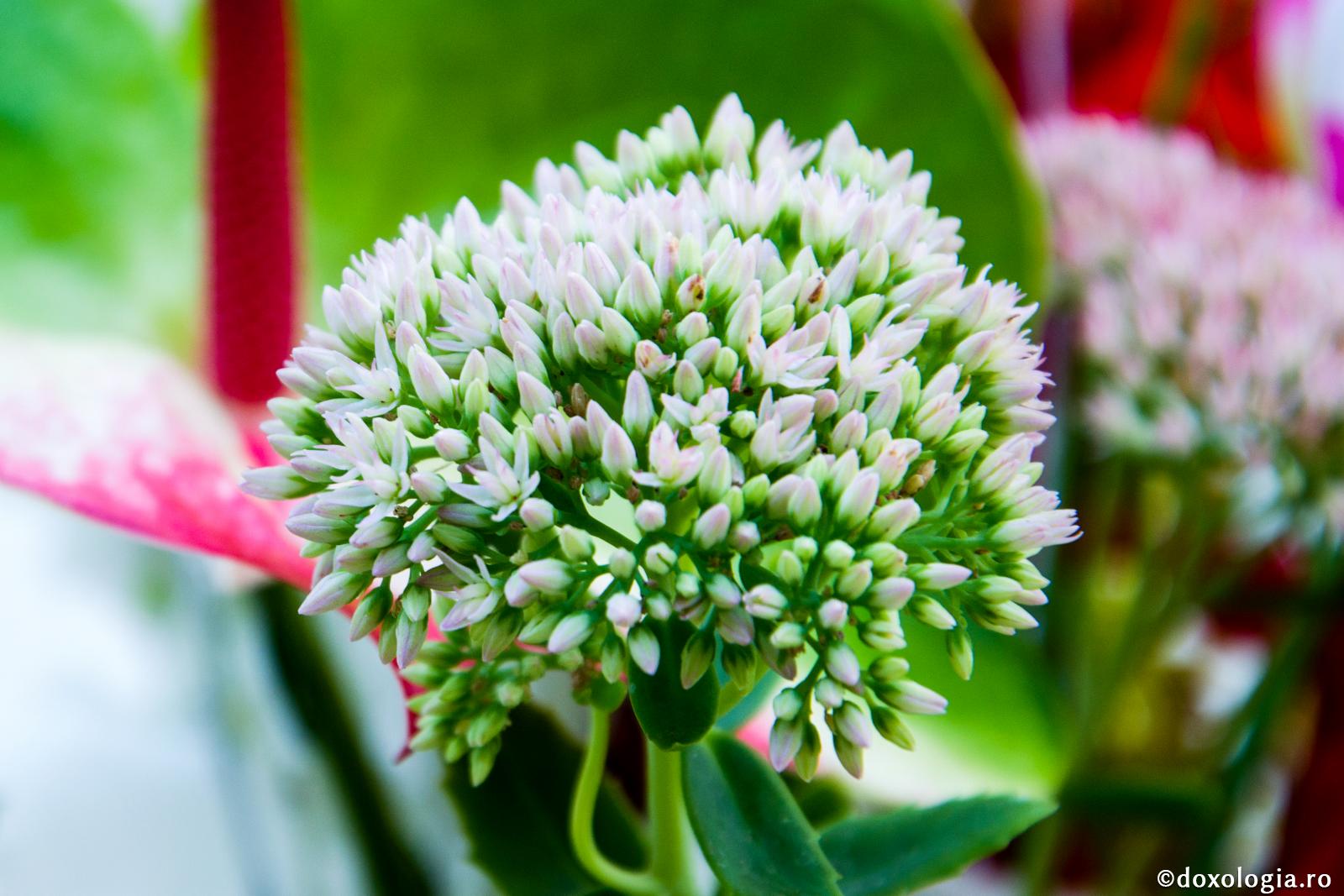 Am visat că mă rog lui Dumnezeu și că primesc ajutor. Și, totuși, nu știu cum să mă rog în viața reală