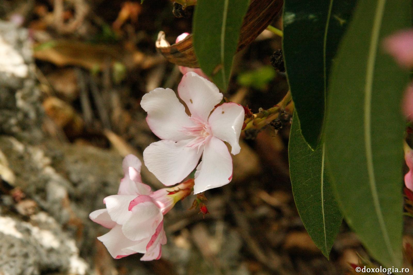 Vreau să mă păstrez fecioară până la căsătorie. Există astăzi tineri care să nu râdă la auzul dorinței mele?