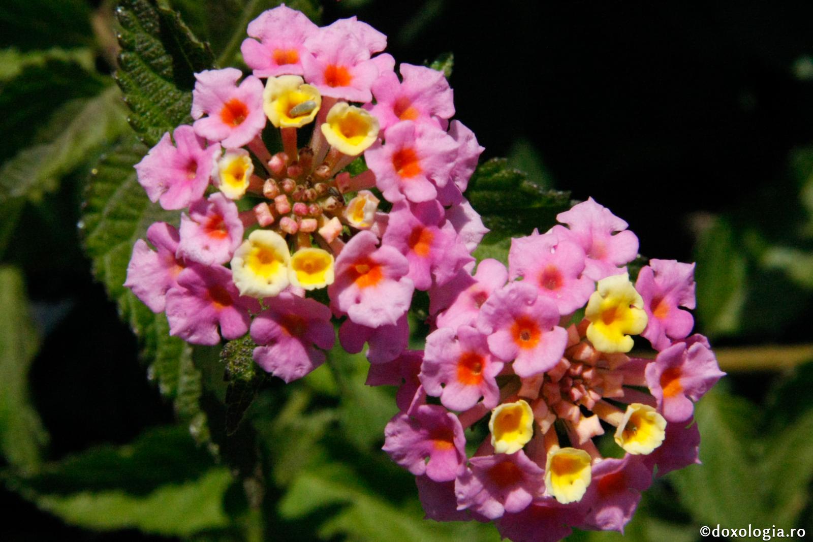 Pot crede că mi s-au „legat cununiile”, dacă nu m-am căsătorit până la 30 de ani?