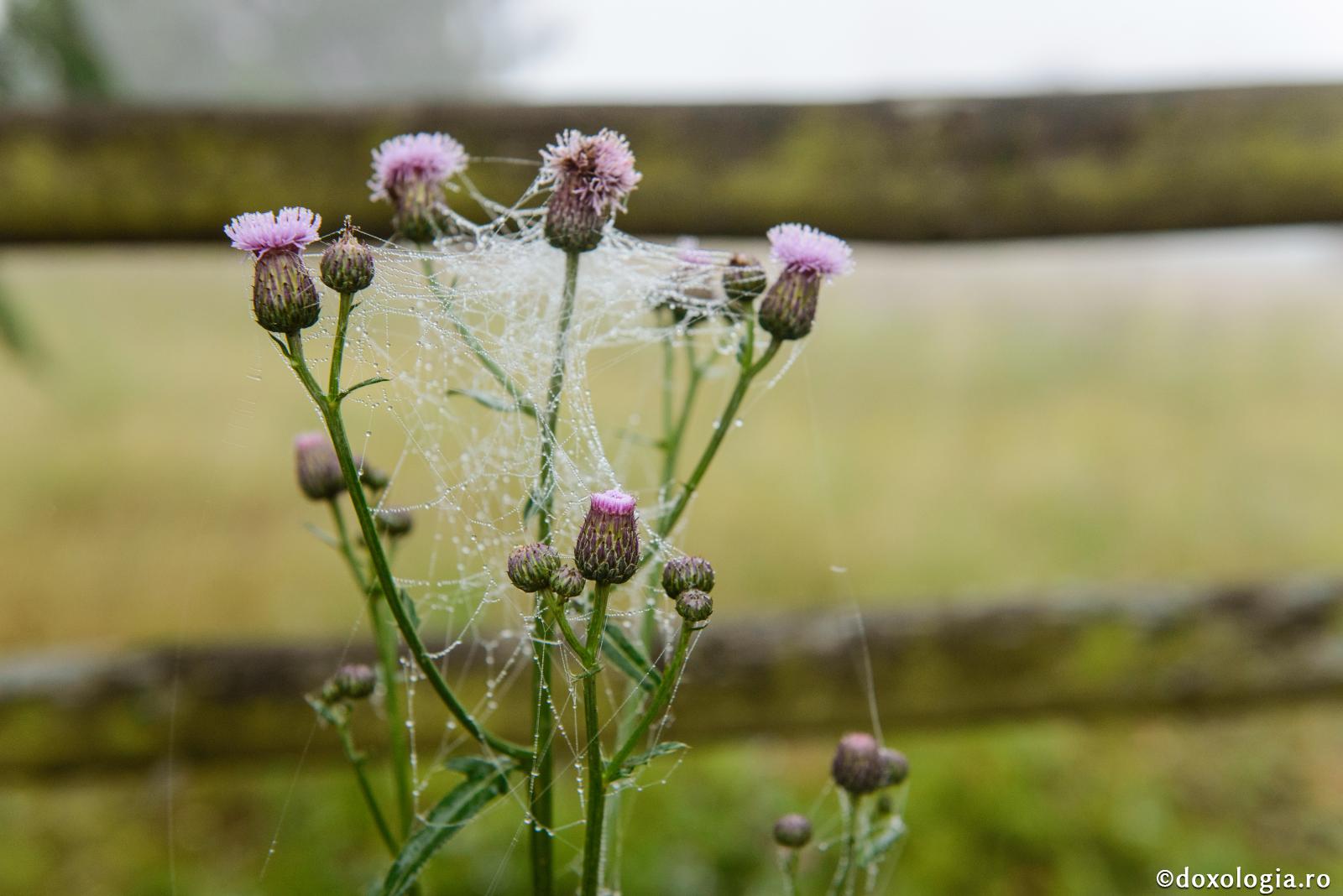 Se pot cununa nașa de cununie cu finul ei? Este îngăduită o astfel de relație?