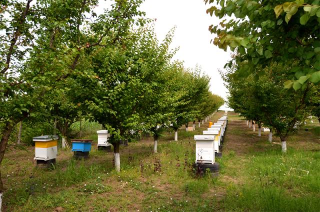 De la un roi de albine, la o stupină ca la carte