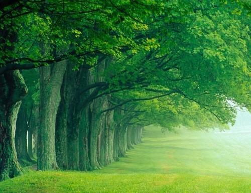 „Trăieşte ca un păstor, nu ca un lup” – Ghid pentru o ecologie creştină