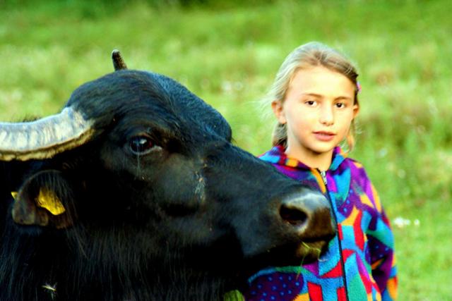 Fata, bivolii și icoana