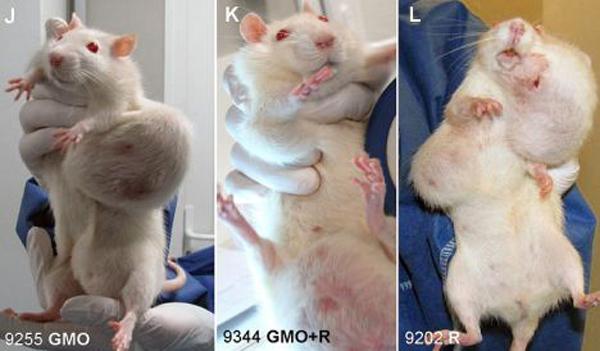 Cancere la şobolanii hrăniţi cu porumb modificat genetic