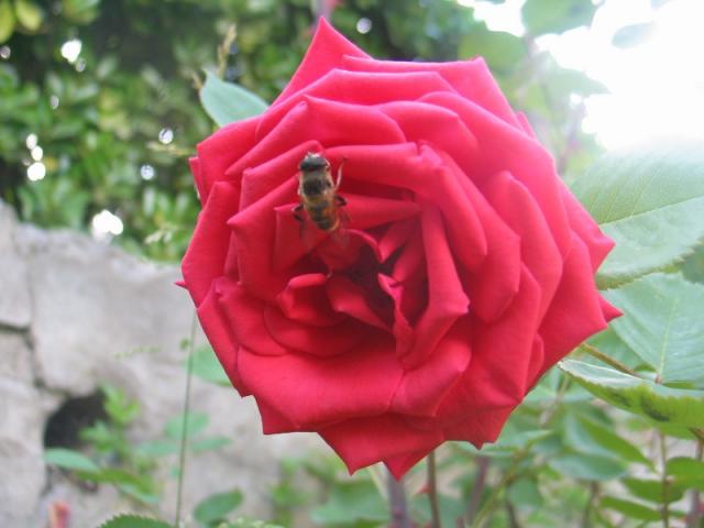 Trandafirul și albinele
