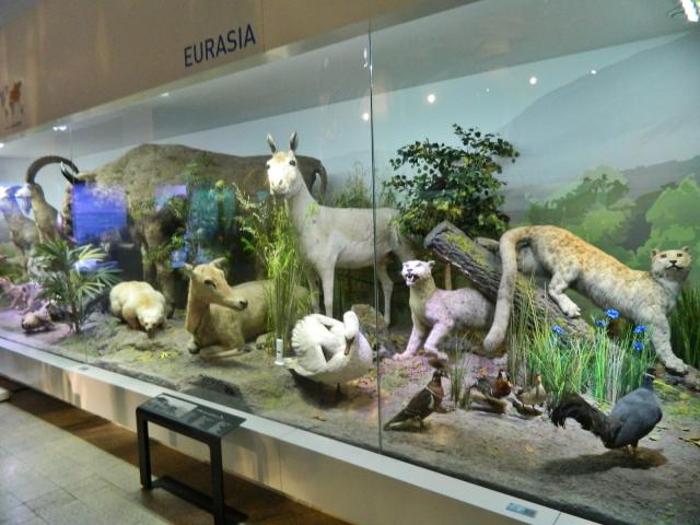 &quot;Zoologie distractivă&quot;, la Muzeul Antipa